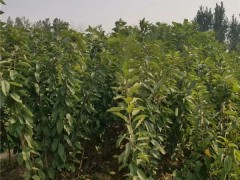 2年俄8樱桃树便宜、俄8樱桃树定苗热线