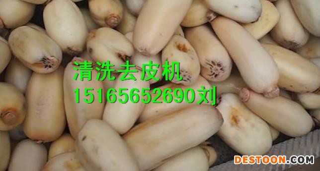 工业莲藕去皮机，莲藕去皮磨皮机，莲藕刷皮机 莲菜去皮机厂家直销，售后完善，物流直发