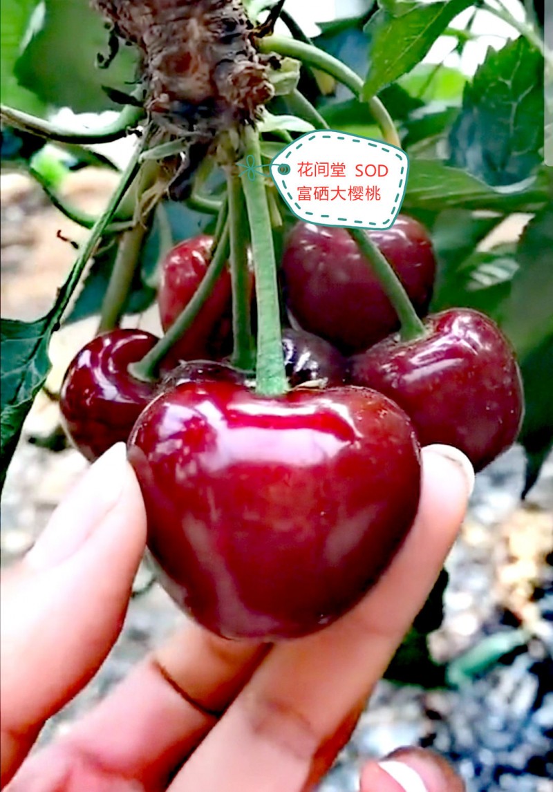 大连花间堂纯山地大樱桃/招一件代发/可高端定制/零售