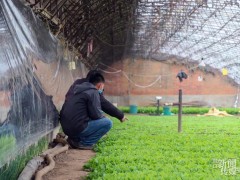 “不只需在疫情防控上攫取成功，农业消费也不能抓紧！”-营口鹤壁市农业农村局