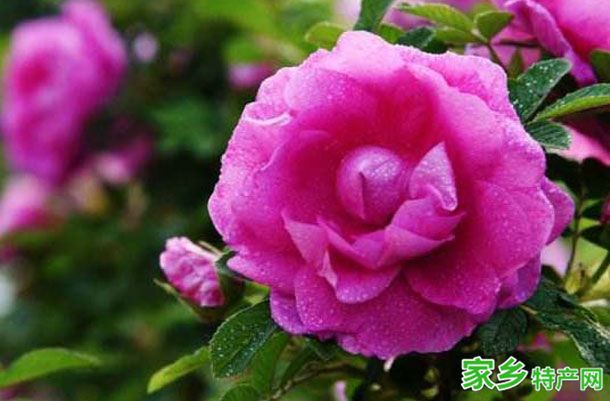 平阴特产-平阴玫瑰花相关图片