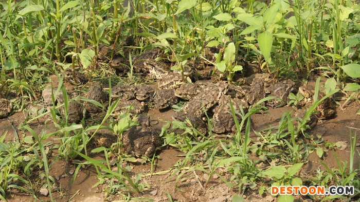 蟾蜍养殖项目投资收益，生态养殖适应市场需求