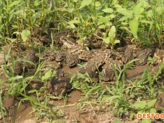 养殖蟾蜍技术推广，各阶段蟾蜍养殖要点