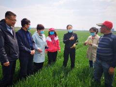 科技助推我沧州市小麦春管