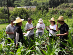 汉中：略阳县植保站采取三条措施严防布控草地贪夜蛾虫害