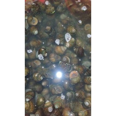 [供]大量供应各种规格优质田螺