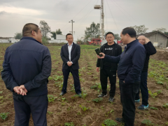 国度药典委委员莅临我市指点白芷产业展开