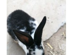 [供]处理一批獭兔，二斤以上，有需要的老板联系，另外也有