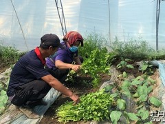 东宁镇百姓波动的“菜篮子”