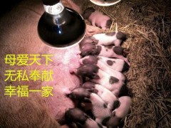 四川省常年供应巴马香猪种猪香猪养殖场厂野猪崽批发