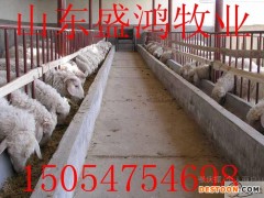 供应河南白山羊肉羊 肉羊价格