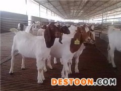 贵州波尔山羊 肉羊 波尔山羊的价格