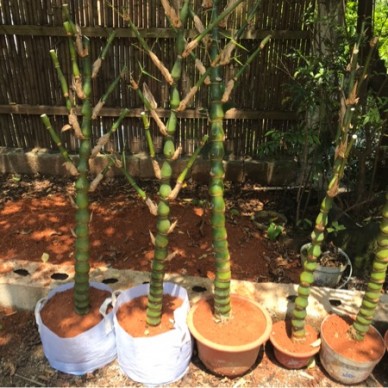 [供]罗汉竹，佛肚竹，竹子，烟肚竹，