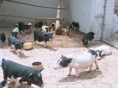 可爱香猪批发  小香猪 慕辰养殖供应 面议