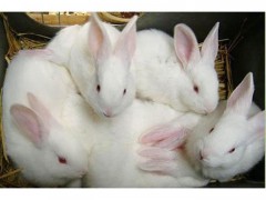 德利牧业  獭兔肉兔批发 兔苗 兔苗 价格