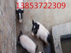 湖北省巴马香猪成年香猪养殖场厂家直销欢迎选购