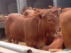 鲁西黄牛价格 鲁西黄牛肉牛 肉牛养殖场家