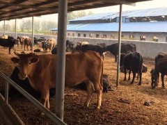 鲁西黄牛价格 鲁西黄牛牛肉牛  肉牛养殖场