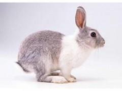 德利牧业  獭兔养殖场 兔苗 兔苗 价格