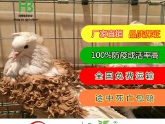 【观赏鸽价格_东方淑女鸽子价格_观赏鸽图片】
