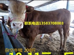 优质牛犊-鲁西黄牛 广东黄牛 养鲁西黄牛利润