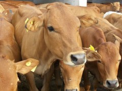 鲁西黄牛价格 鲁西黄牛牛肉牛 厂家直销