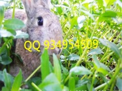 附近规模养殖杂交野兔基地
