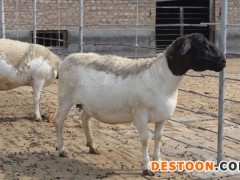 长期低价销售黑山种羊 山东黑山种羊养殖场 现货黑山种羊