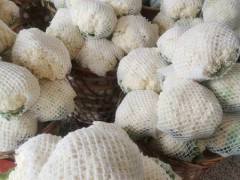 漳州甘蓝菜号称天然“胃菜”，其实我们都小瞧它了~