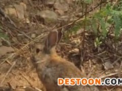 河南野兔养殖场农民养殖致富好项目品种