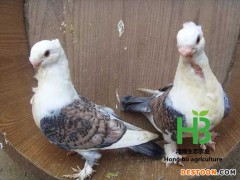 俄罗斯马头鸽 特种精品鸽子 专业养殖肉鸽子