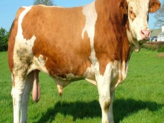 山东益民牧业鲁西黄牛价格西门塔尔牛肉牛犊育肥 黄牛