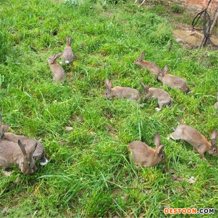 德利牧业  獭兔兔肉兔 兔苗 兔苗 基地