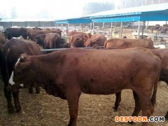 鲁西黄牛价格 鲁西黄牛肉牛 厂家直销 鲁西黄牛厂家