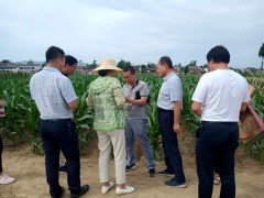 汉中：省植保总站指点反省指点城固县草地贪夜蛾监测防控义务