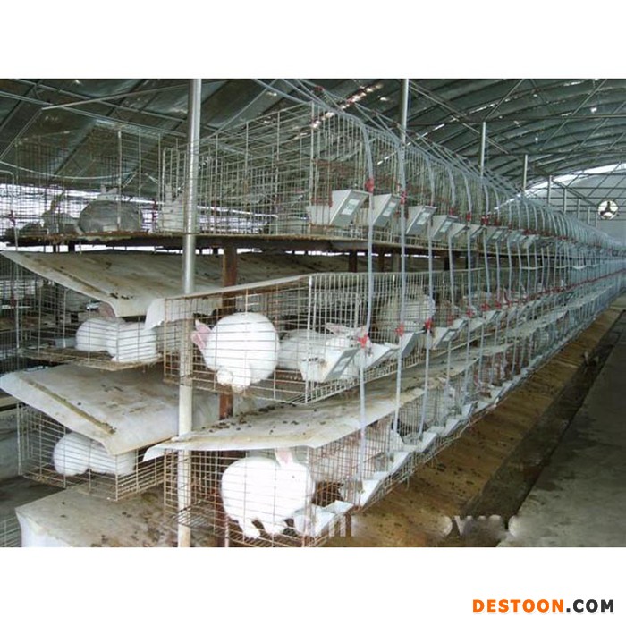 德利牧业  獭兔兔肉兔 兔苗 兔苗 养殖场