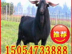 菏泽肉羊出栏 美国白山羊种羊 纯正波尔山羊育肥肉羊 出肉率高