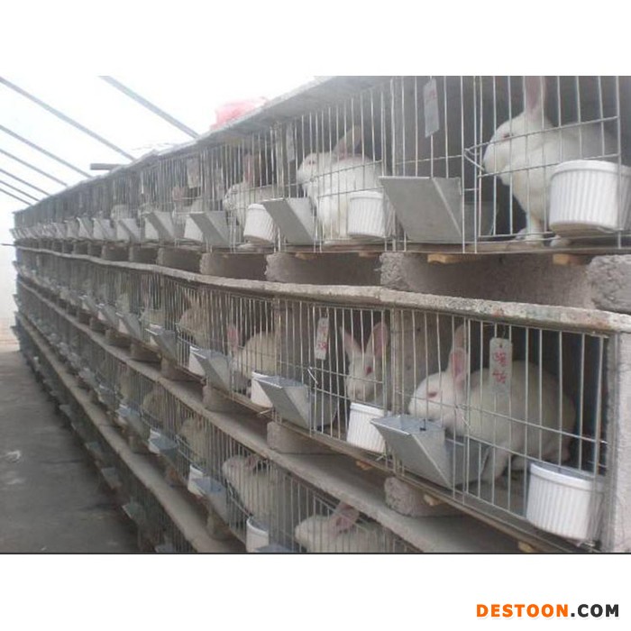 德利牧业  獭兔兔苗批发 种兔 肉兔 价格