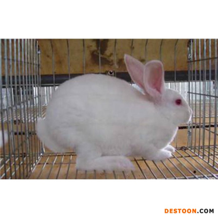 德利牧业  獭兔种兔批发 兔苗 兔苗 厂家 肉兔