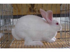 德利牧业  獭兔种兔批发 兔苗 兔苗 厂家 肉兔