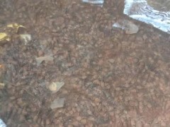 佳鑫石蛙 石蛙厂家 商品蛙 蛙苗