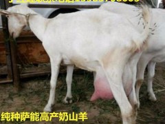 奶山羊活体 成年奶山羊包邮 奶羊免运费 纯种关中奶羊羔 奶羊活羊