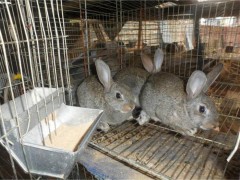 德利牧业  獭兔肉兔价格 肉兔 兔苗 厂家