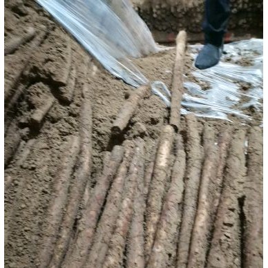 [供]大量供应白玉山药