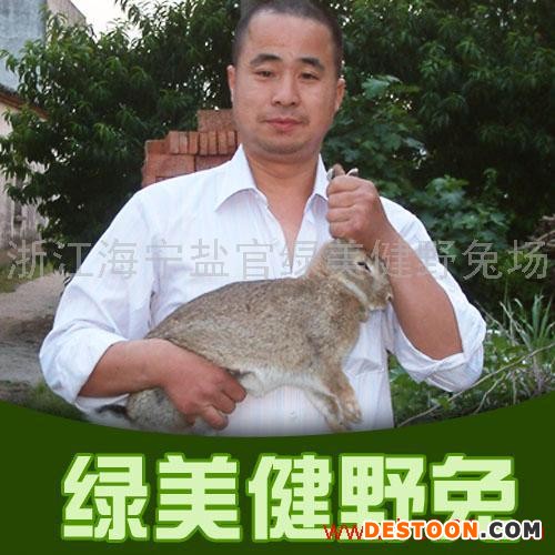 供应比利时 野兔.有视频播放！