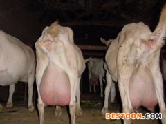 奶山羊 关中奶山羊 撒能奶山羊价格 奶山羊价格