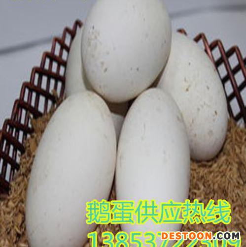 浙江鸽子蛋价格新鲜鸽子蛋多钱一枚欢迎选购