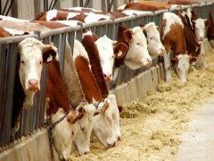 直销鲁西黄牛 江西黄牛 湖南黄牛养殖场 黄牛价格