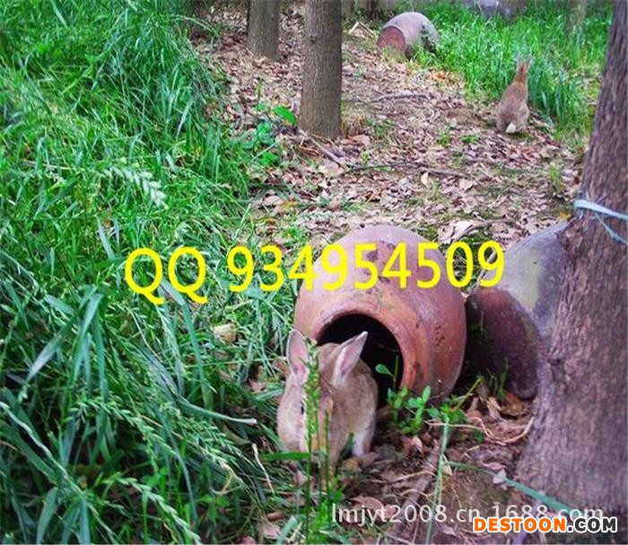 林地山坡放养野兔养殖技术