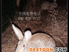 大理杂交野兔适合农村发展的项目厂